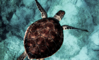 tartaruga marinha, viver em floripa, florianópolis, natureza, praia, mar, mergulho
