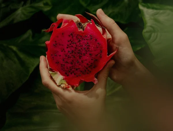 Pitaya em Santa Catarina: Safra deve superar R$ 18 Milhões em 2025